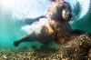 under the sea bear