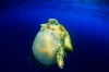 turtle sea