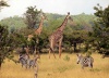 tanzania_safari_park