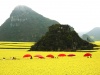 Рапсовые поля в Люпинге, Китай 