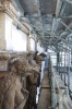 Prada участвует в реставрации миланского памятника архитектуры Galleria Vittorio Emanuele II