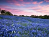 Люпиновое поле, Техас, США