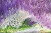 Туннель глициний в японском саду цветов 